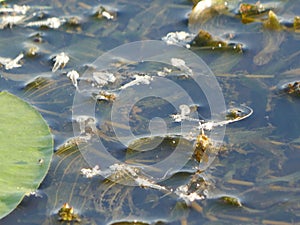 stagnant water, thickets of algae, mayflies larvae photo