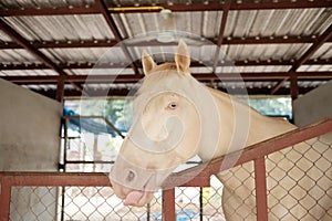 Stagnated horse in stable feels unhappy and no freedom