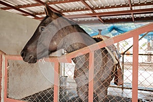 Stagnated horse in stable feels unhappy and no freedom