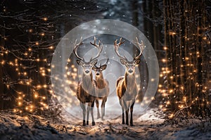Stags walking in the snow in a wood with Christmas lights