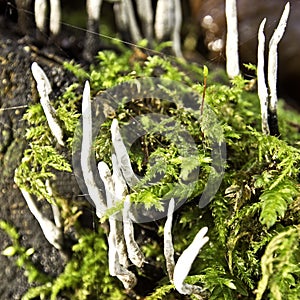 Stagshorn fungus photo