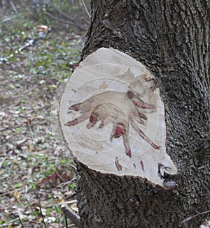 Stain caused by Dutch Elm Disease photo