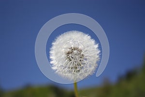 A stained flower of butterfly on the blue sky