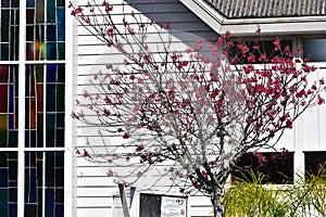 Stained glass window and pink tree