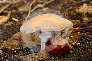 Stainer Mushroom and Chestnut 02