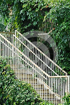 Stair and access in green liane surround photo