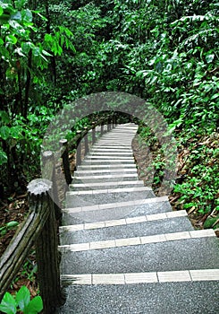 Stair to tropical mountain