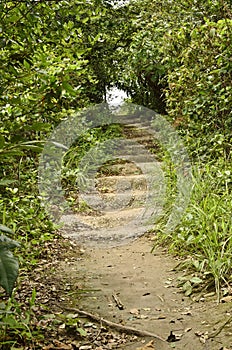 Stair way in forest