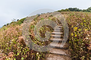 Stair way to mountain with golden grass and green shrub with woods in background and shrub fence along the way to Kew Mae Pan