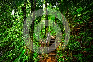 Staircase in Basse Terre jungle in Guadeloupe