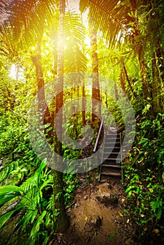 Staircase in Basse Terre jungle at sunset