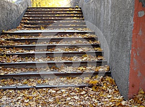 Staircase, covered with autumn fallen yellow leaves. view from the bottom up