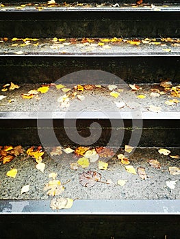 A staircase covered with autumn leaves after the rain.
