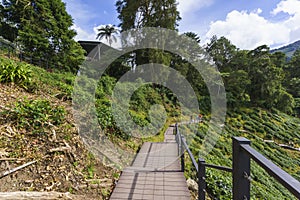 Staircase down hill in tea plantation valley