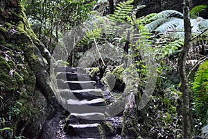 A staircase on the Grand Canyon Walk in the Blue Mountains