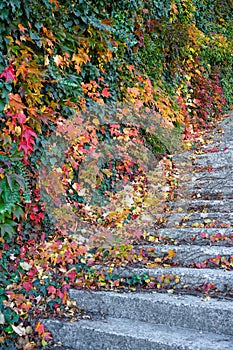 Staircase with stone steps in autumn park. Bright red leaves of maiden grapes