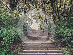 A staircase in the woods full of trees, shot from below