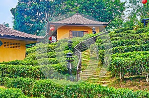 The stairs amid the tea shrubs, Ban Rak Thai Yunnan tea village, Thailand