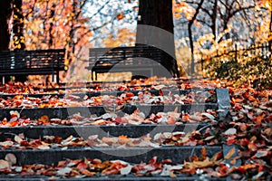 stairs with autumn leaves view on old stone steps in autumn park Colorful fallen maple leaves on granite stairs. fall leaves text