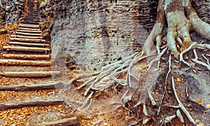 Stairs in autumn wood