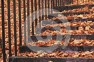 Stairs covered with autumn leaves 1