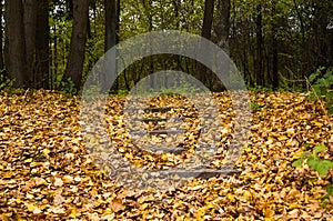 Stairs covered with fallen leaves