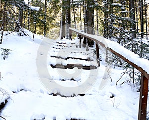 Stairs covered snow in snowy fir forest