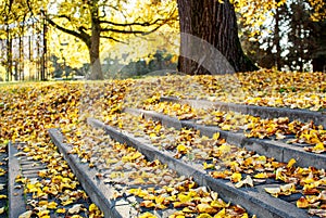 Stairs covered with yellow leaves in autumn