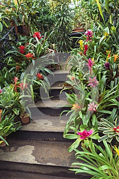 stairs decorated with tropical plants guzmania lingulata