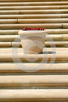 Stairs And Flower Pot