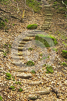 Stairs in the forest