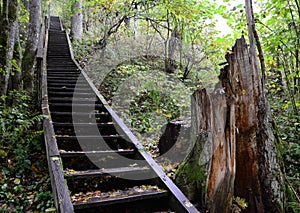 Stairs in the forest