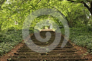 Stairs in the Forest