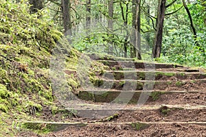 Stairs in the forest