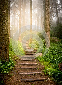 Stairs in forest