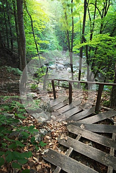 Escalera Bosque 