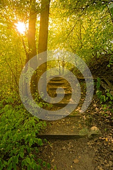 Stairs in the forest, nice colors, trees and grass in autumn, magical soft colors