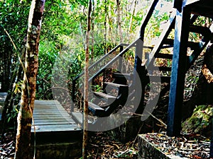 Stairs in the forest park