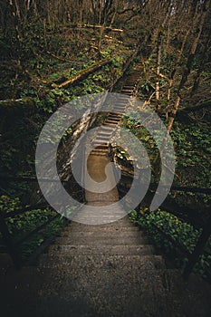 Stairs in the forest park