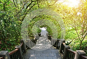 Stairs going down in a tropical forest with sunlight