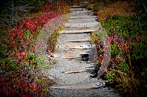 Stairs on hiking trail, Mt. Rainier National Park