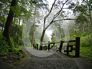 Stairs leading down hill in a green misty forest
