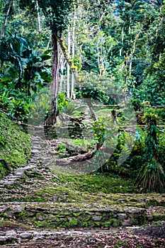 Stairs in the middle of the jungle to enter the lost city indigenous name Teyuna photo