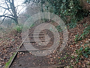 Stairs in morpeth forest photo