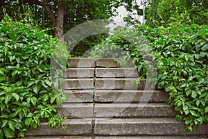 Stairs overgrown with grapevine