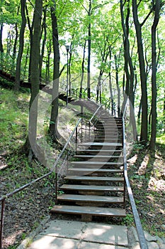 Stairs in the park with big trees