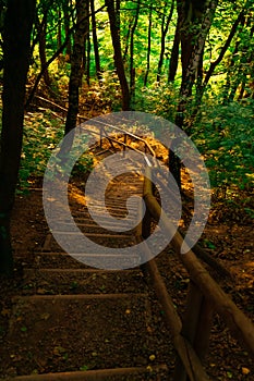 Stairs path way in autumn forest under golden sun light September landscape vertical nature photography