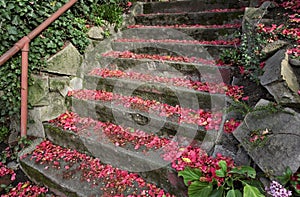 Stairs and petals