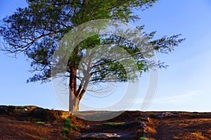 Stairs, sky and tree
