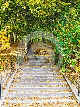 Stairs to the forest